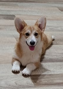 Вельш-коргі пемброк