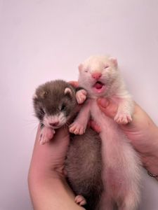 Декоративні тхорики, фретка, хорьки, домашні улюбленці породисті