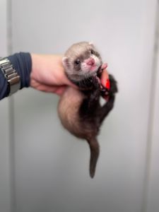 Декоративні тхорики, фретка, хорьки, домашні улюбленці породисті