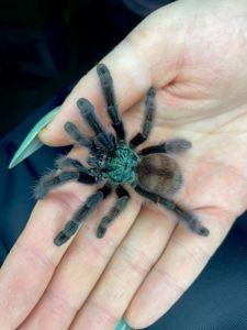 Павук для новачка, Декоративні безпечні павуки, птахоїд, смітті, емілія,