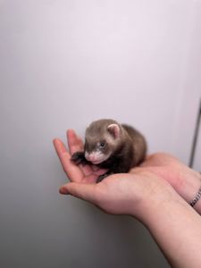 Декоративні тхорики, фретка, хорьки, домашні улюбленці породисті