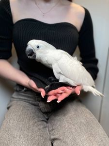 Какаду альба, білохохлий какаду, білий папуга, ручні пташенята викормиші з документами