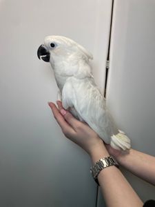 Какаду альба, білохохлий какаду, білий папуга, ручні пташенята викормиші з документами