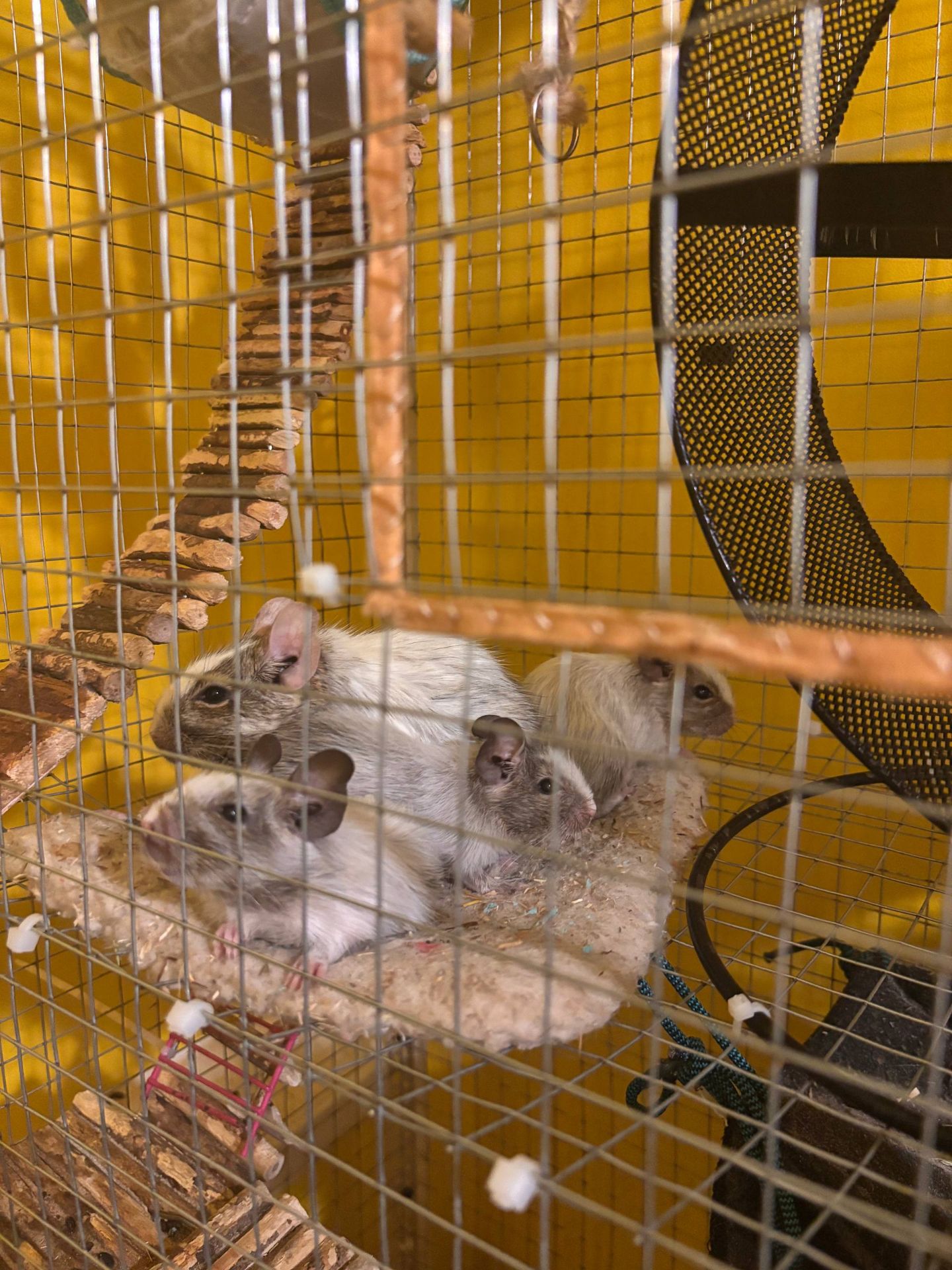 Білки дегу (хлопчики, сірий та білі)