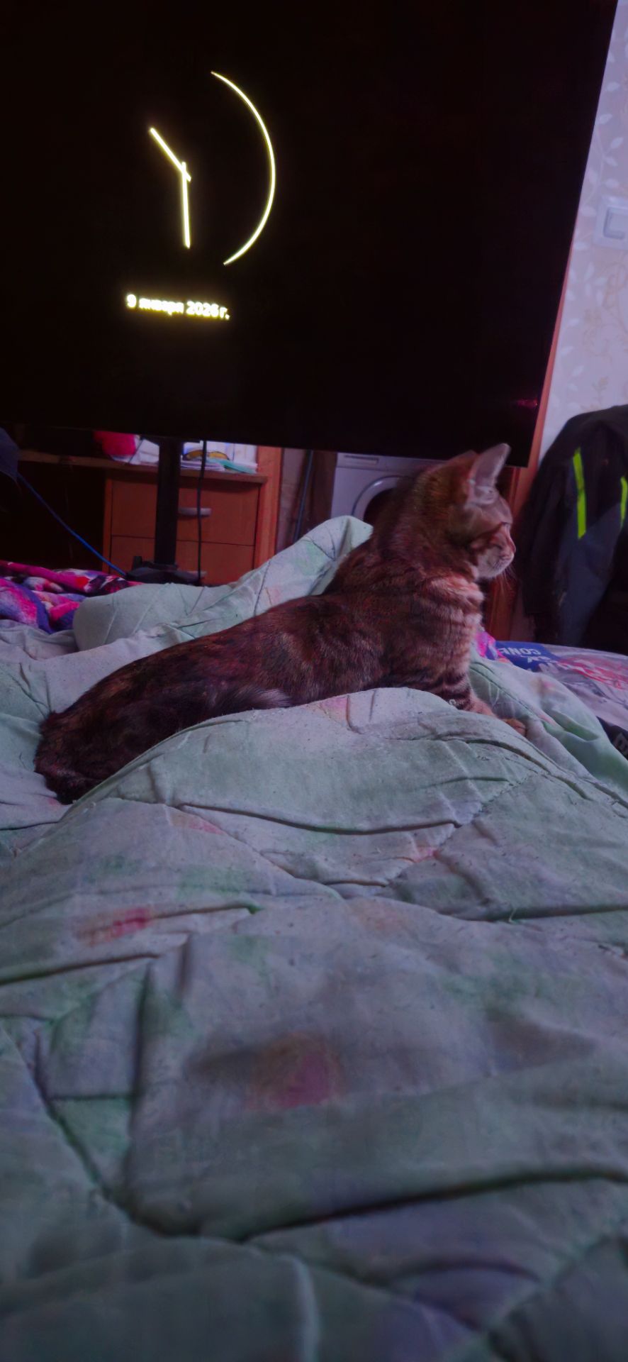 Кошеня Чаузі