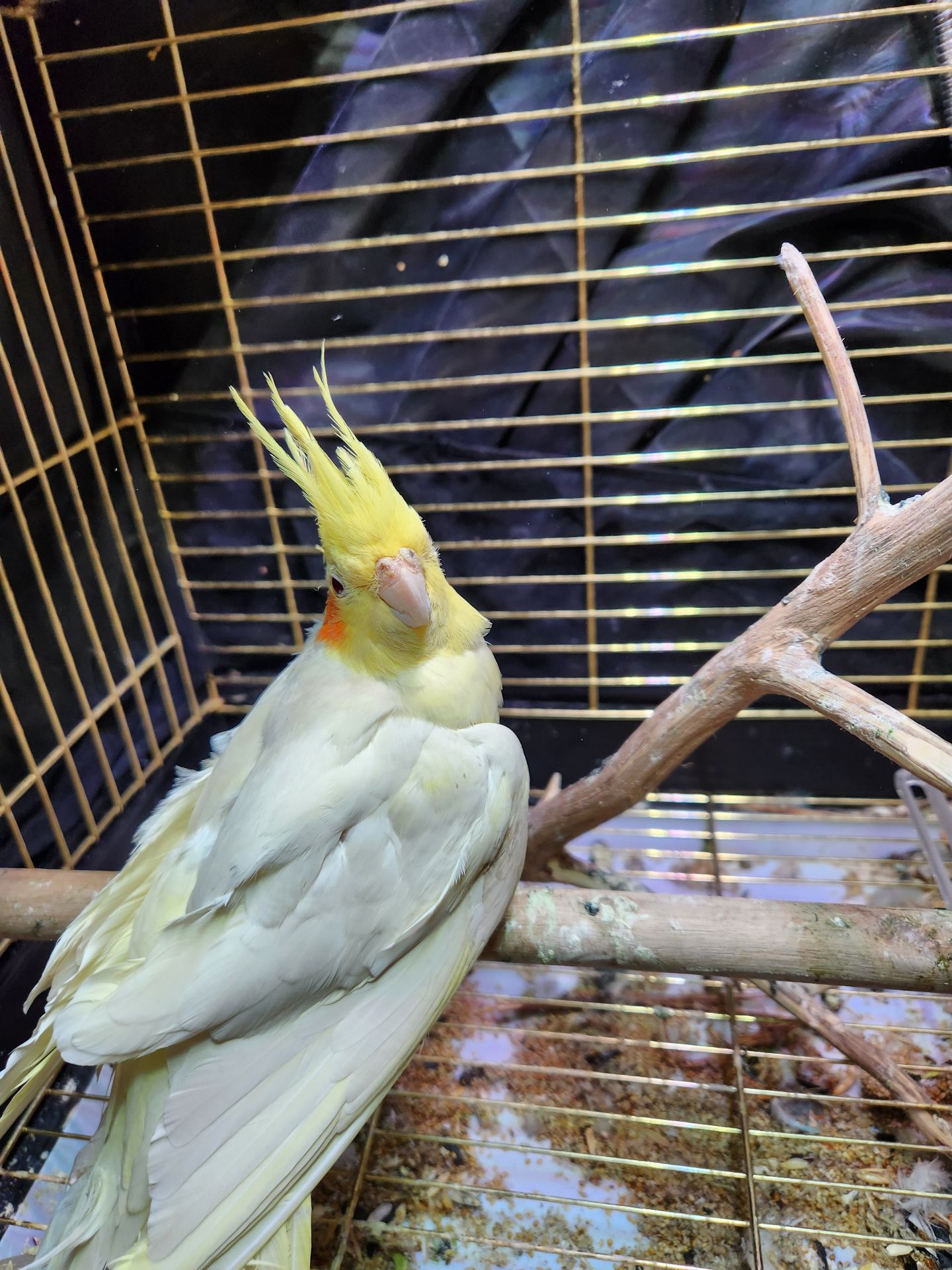 Корела з кліткою в добрі руки