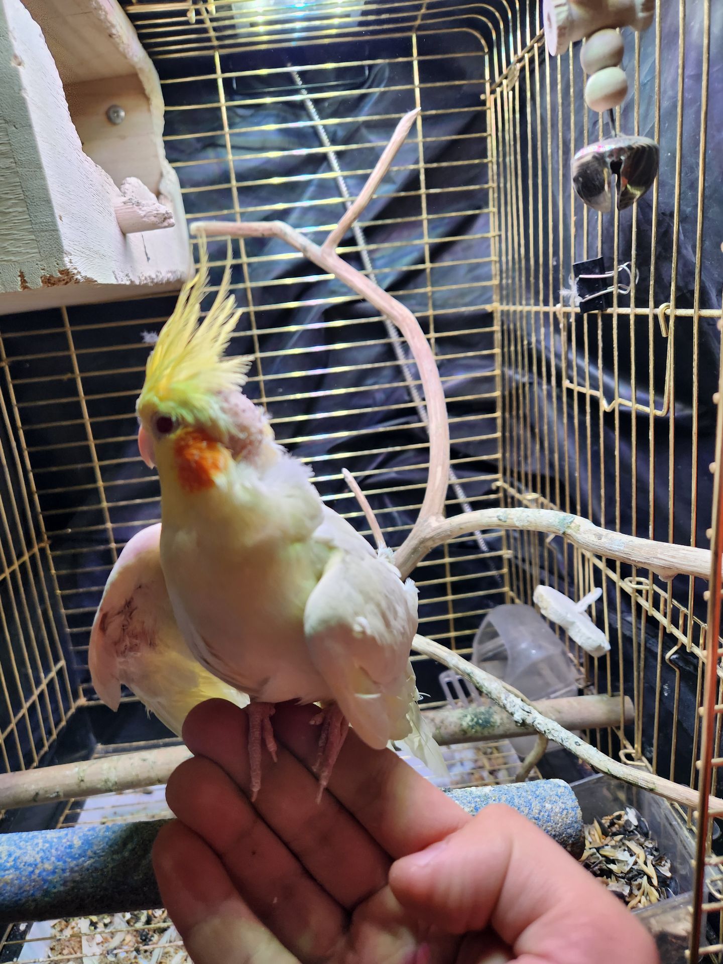 Корела з кліткою в добрі руки