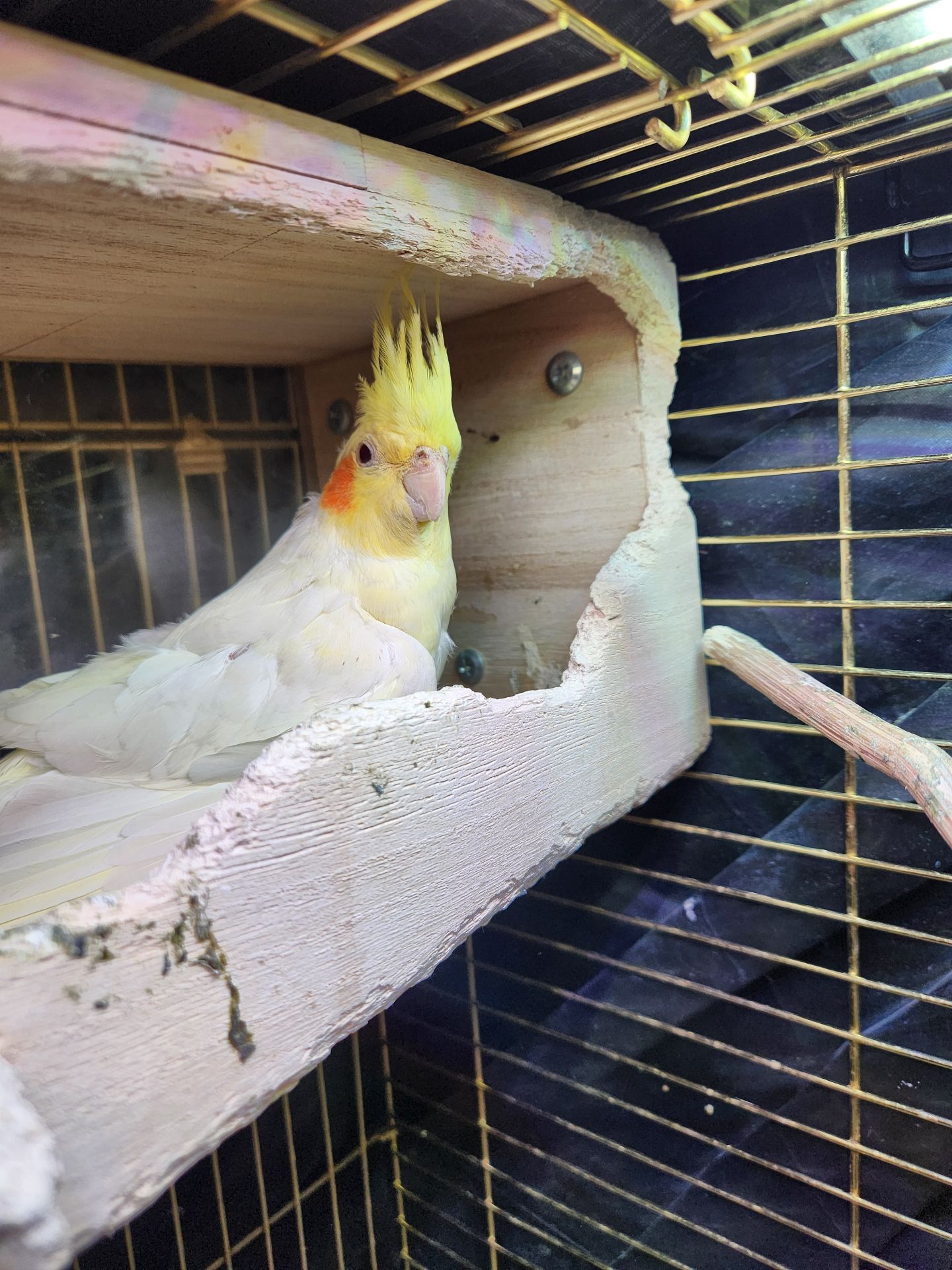 Корела з кліткою в добрі руки