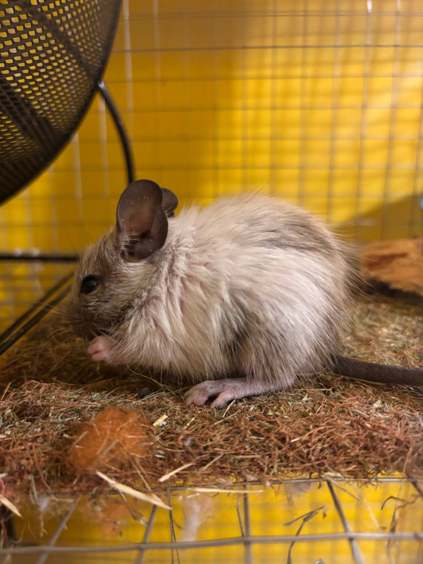 Білки дегу (хлопчики, сірий та білі)