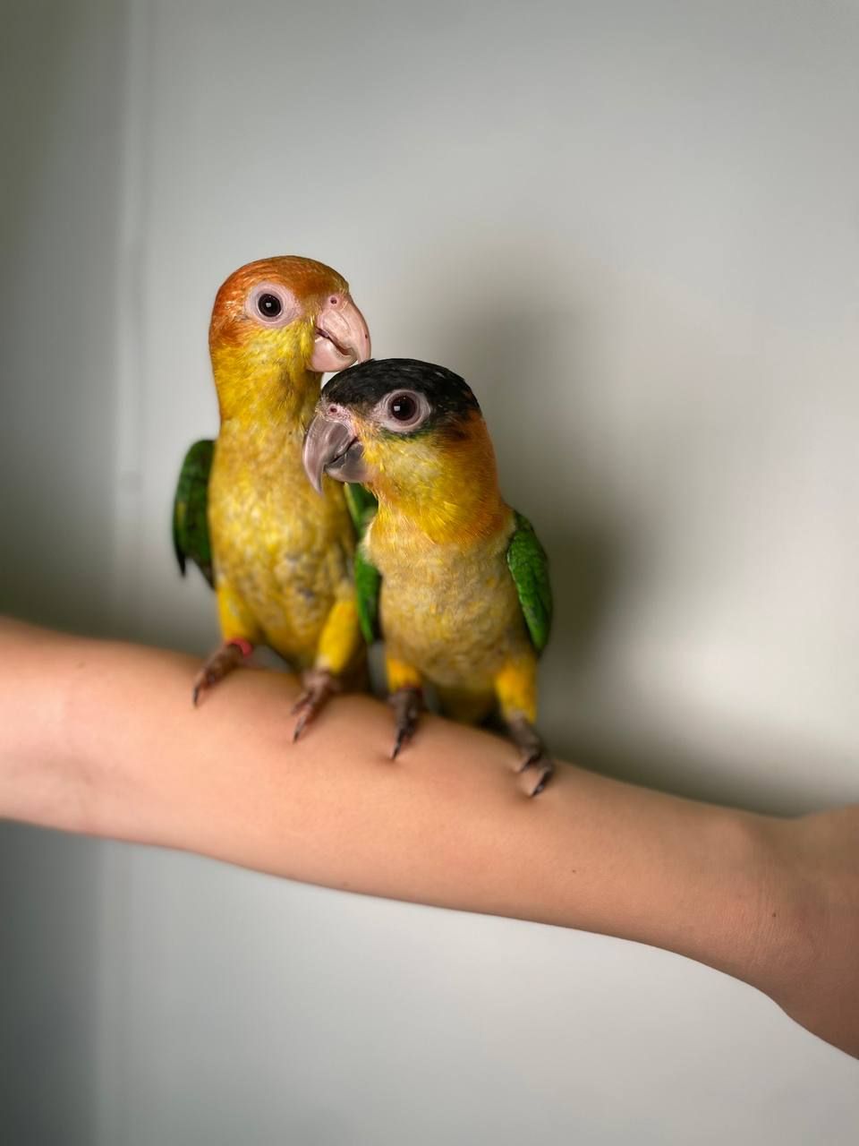 каїк чорноголовий, каїк клоун, каік ручний викормиш, папуга танцюрист, пригаючий папуга