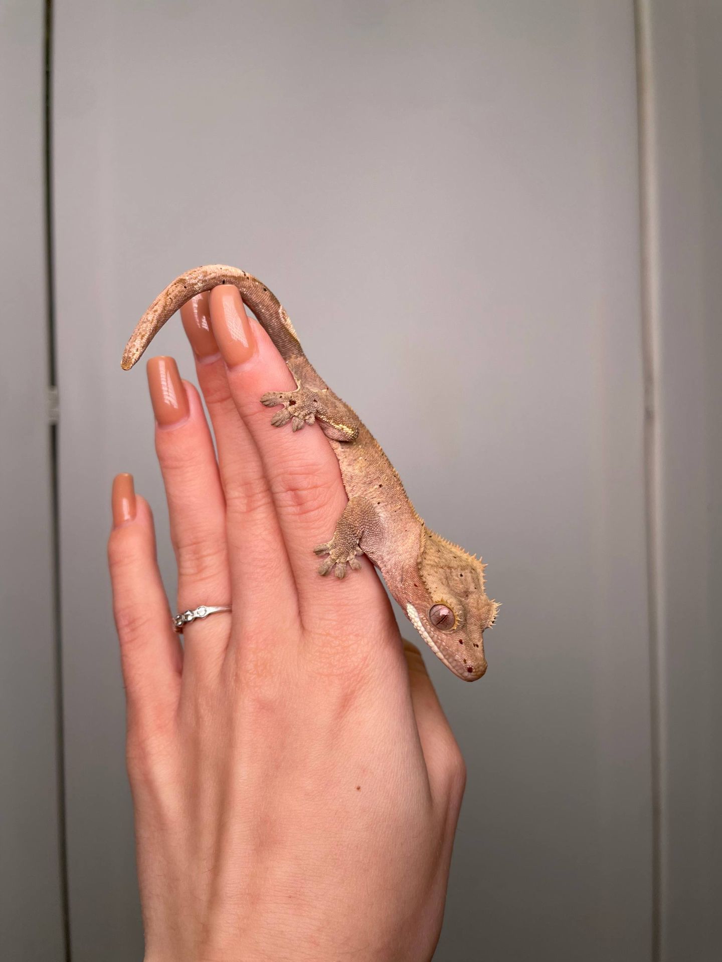 Війковий гекон бананоїд, війчастий гекончик, яскраві ручні ящірки для дому, яскраві різні кольори