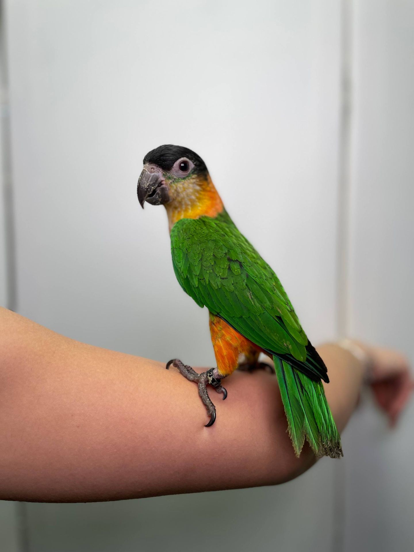 каїк чорноголовий, каїк клоун, каік ручний викормиш, папуга танцюрист, пригаючий папуга