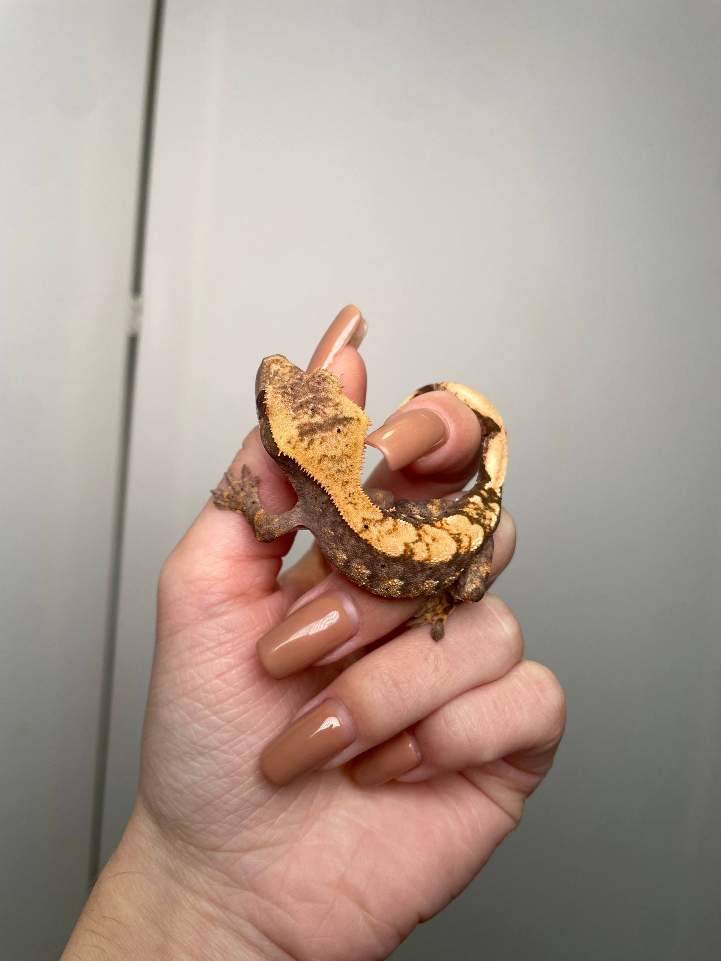 Війковий гекон бананоїд, війчастий гекончик, яскраві ручні ящірки для дому, яскраві різні кольори