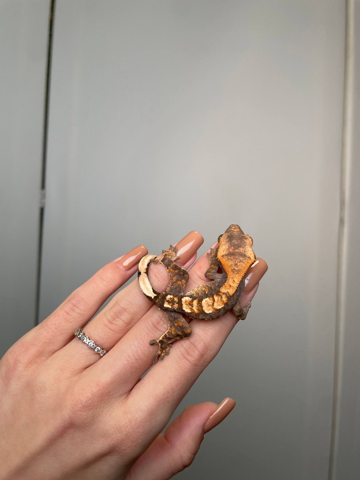 Війковий гекон бананоїд, війчастий гекончик, яскраві ручні ящірки для дому, яскраві різні кольори