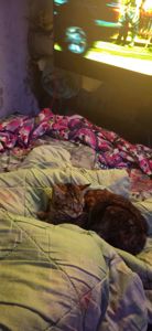 Кошеня Чаузі