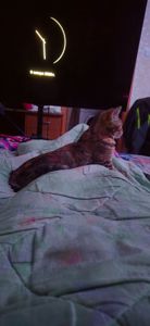 Кошеня Чаузі