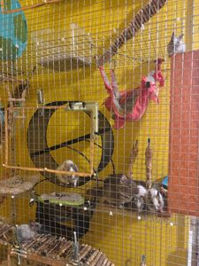 Білки дегу (хлопчики, сірий та білі)