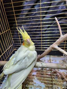 Корела з кліткою в добрі руки