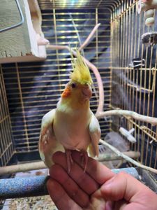 Корела з кліткою в добрі руки