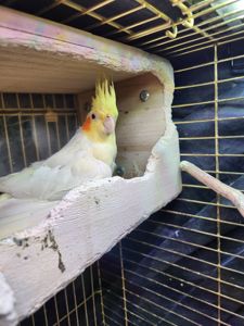 Корела з кліткою в добрі руки