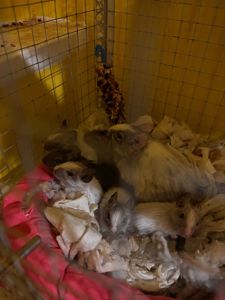 Білки дегу (хлопчики, сірий та білі)