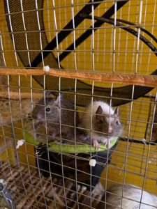 Білки дегу (хлопчики, сірий та білі)