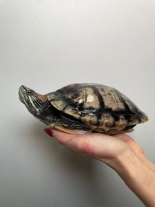 Водяна черепаха, черепахи різних видів, червоновуха черепаха, мускусна черепаха