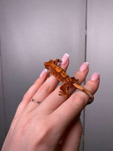 Війковий гекон бананоїд, війчастий гекончик, яскраві ручні ящірки для дому, яскраві різні кольори