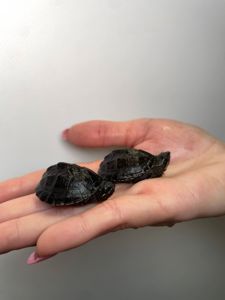 Водяна черепаха, черепахи різних видів, червоновуха черепаха, мускусна черепаха