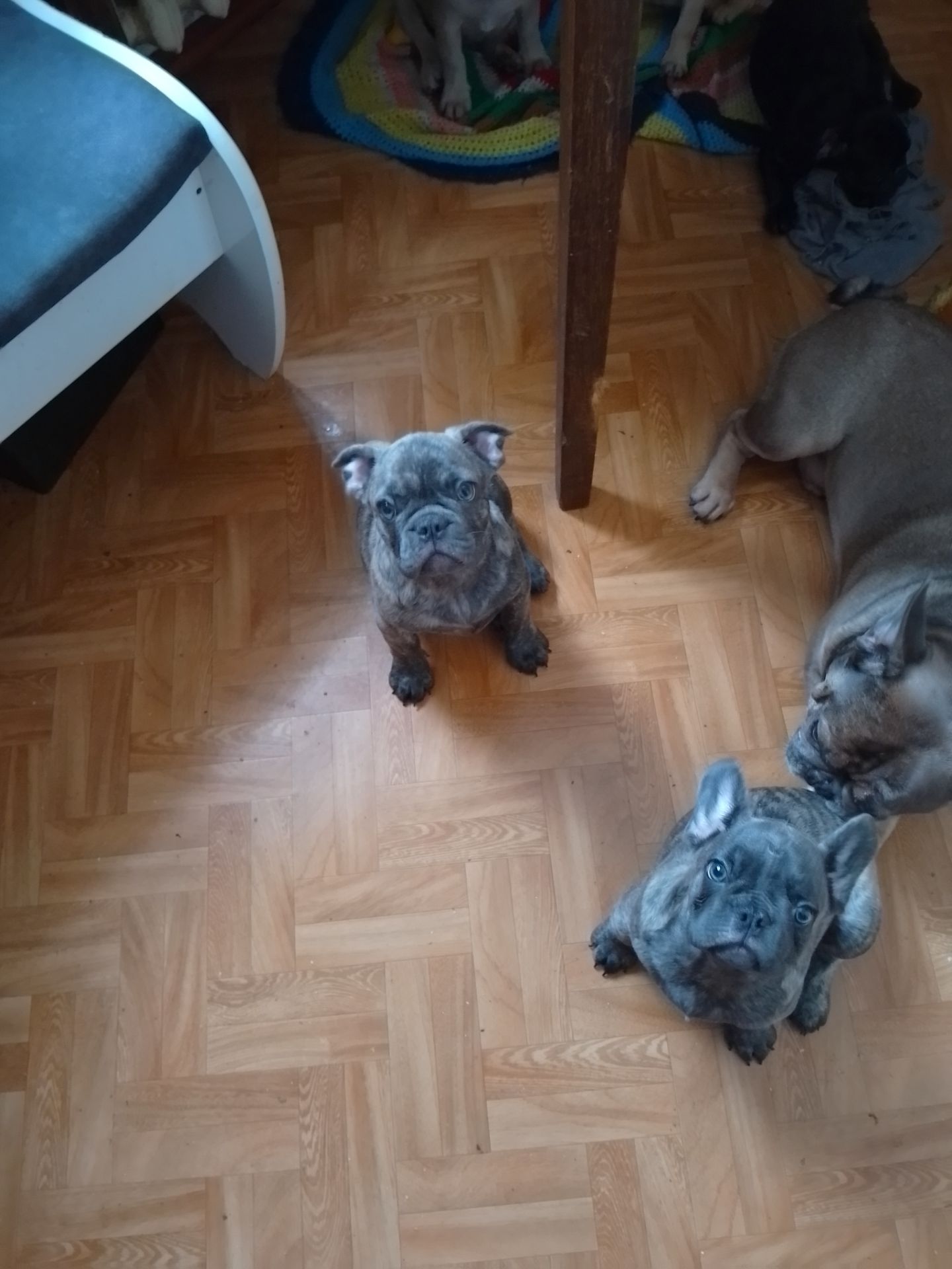 Щенки французького бульдога