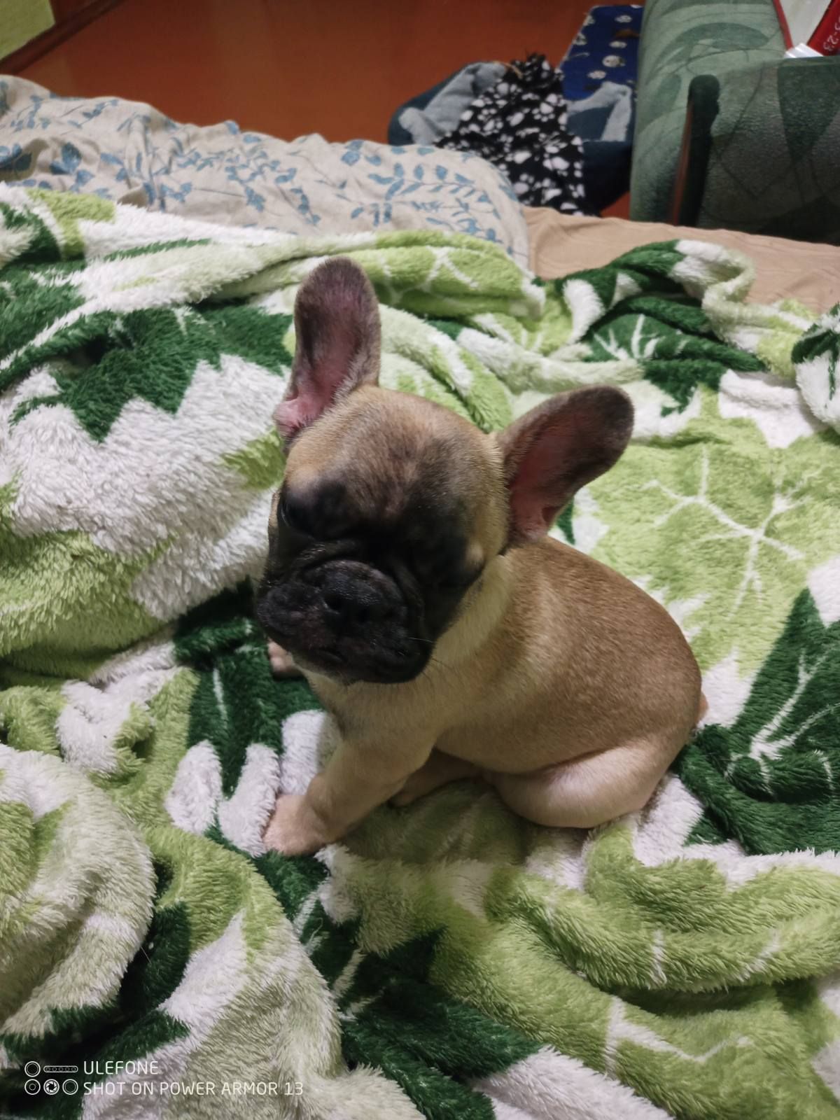 Щенки французького бульдога