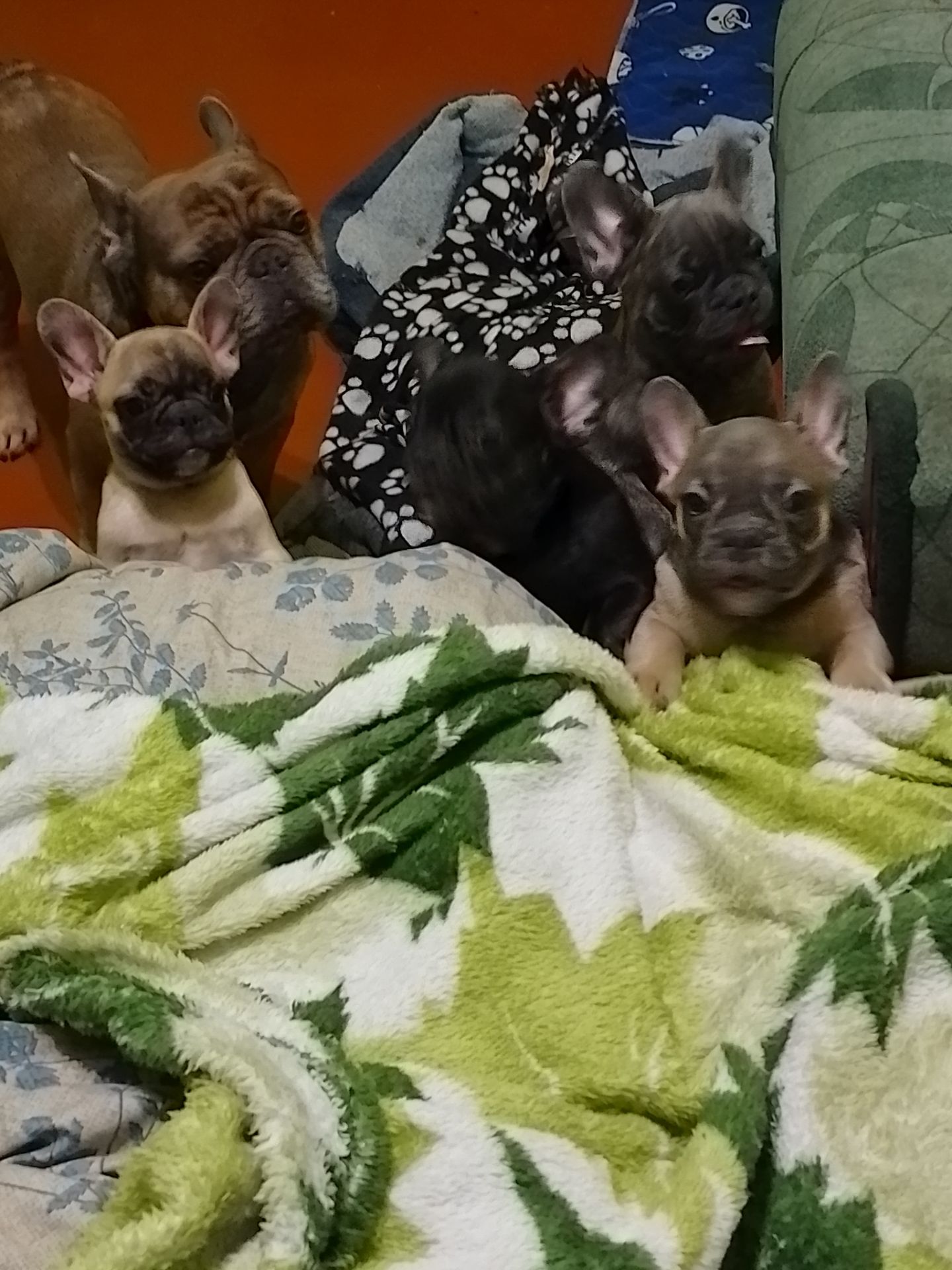 Щенки французького бульдога