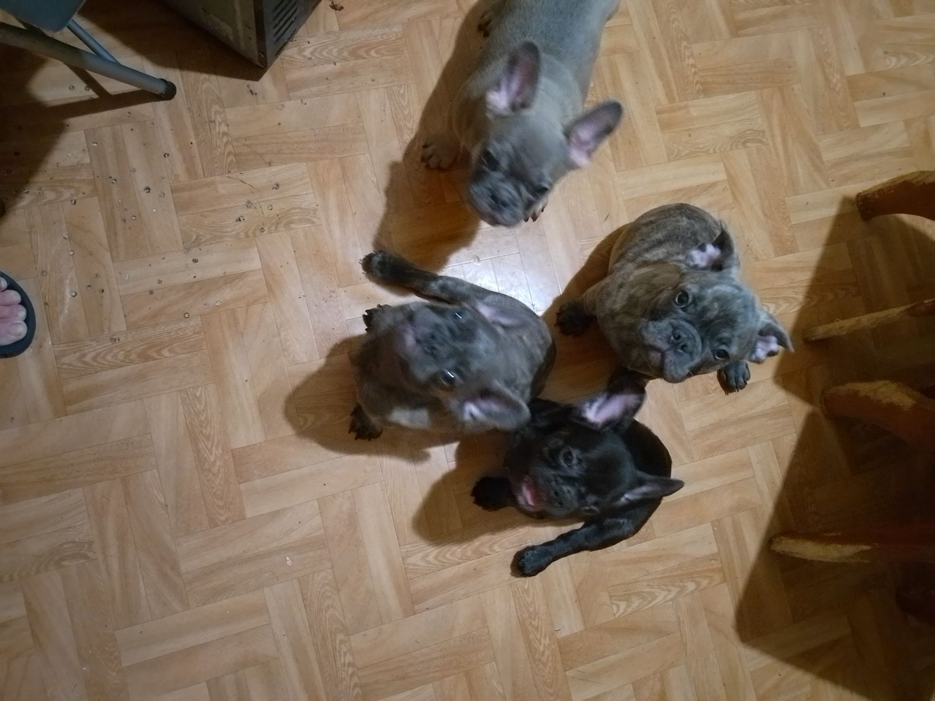 Щенки французького бульдога