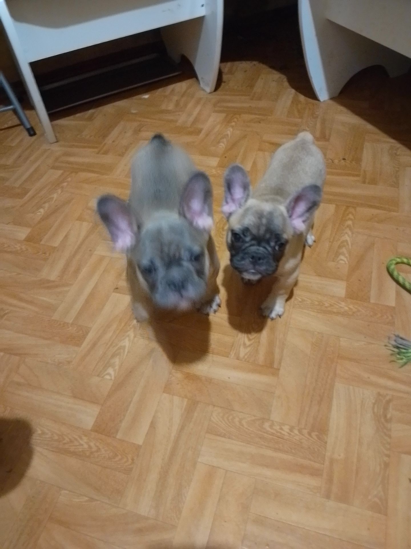 Щенки французького бульдога