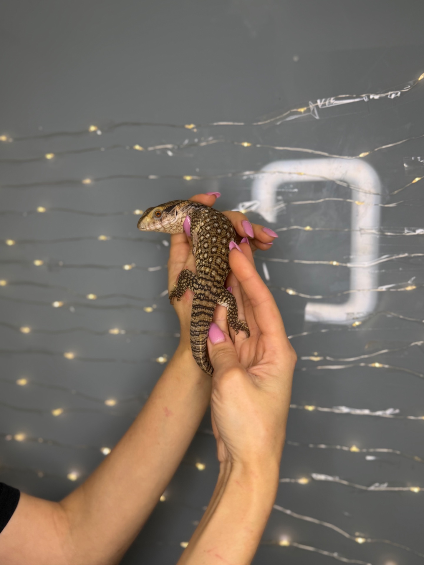 Капський варан, маленькі ручні варани