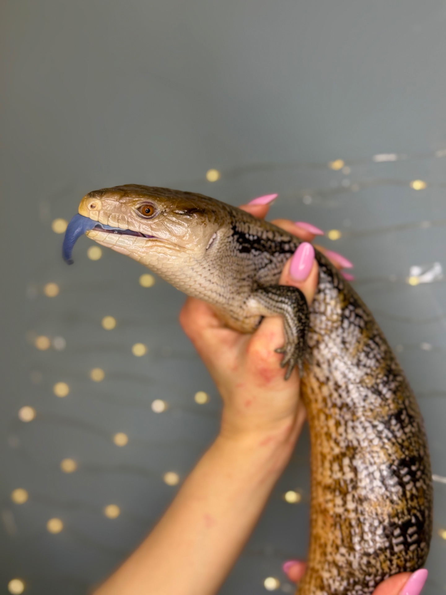 Сцинк синьоязикий