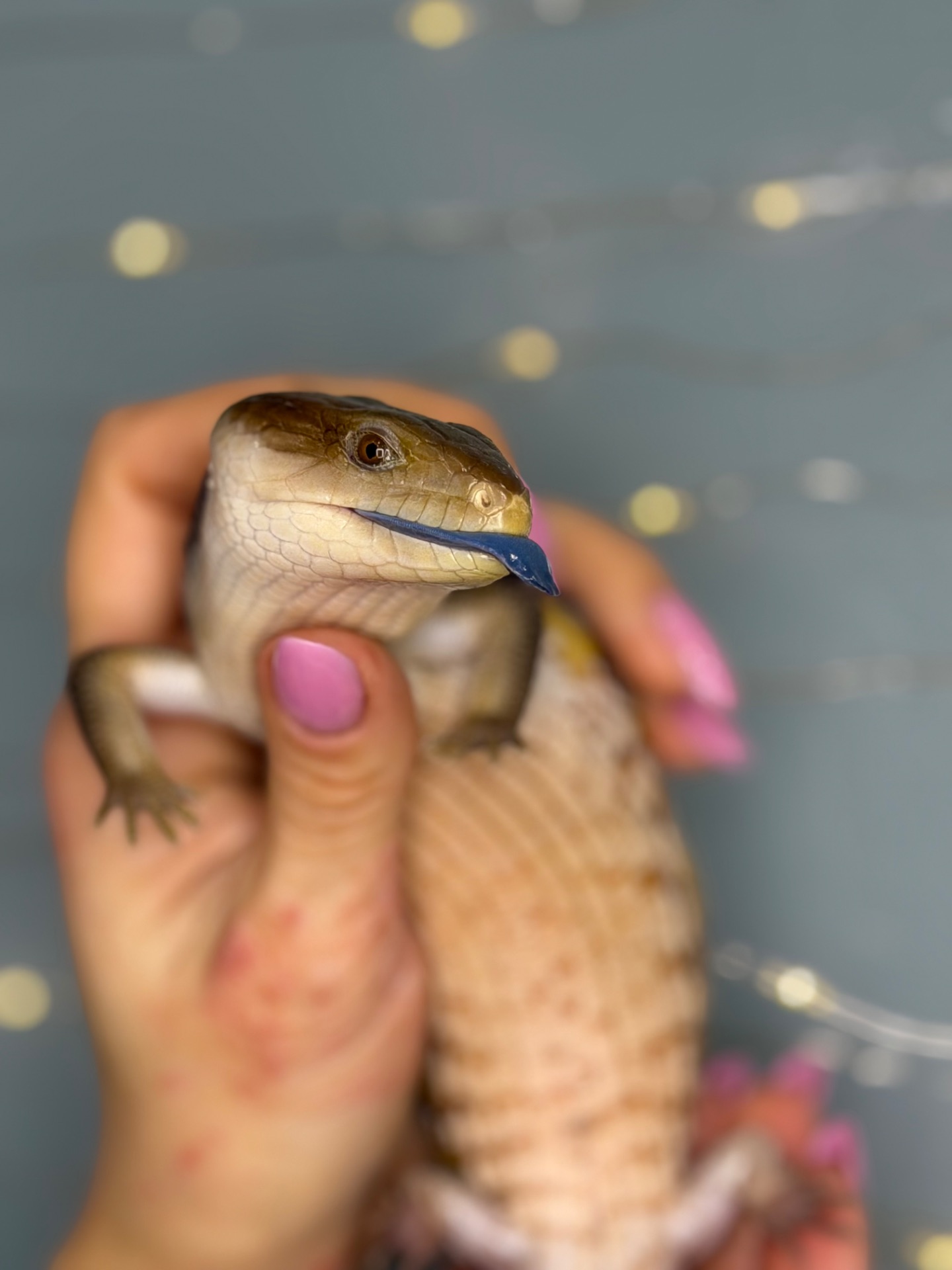 Сцинк синьоязикий