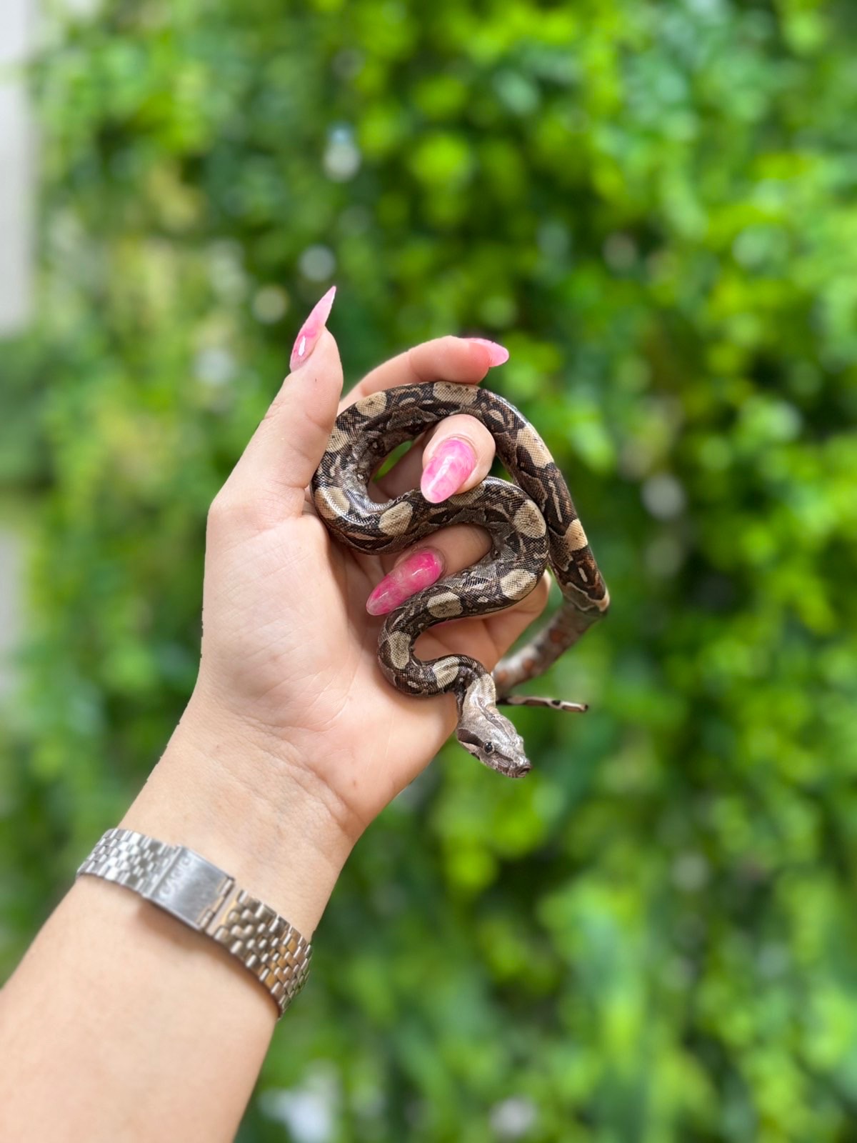 Імператорський удав, розкішний удав