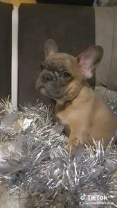 Щенки французького бульдога