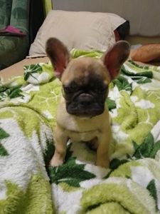 Щенки французького бульдога