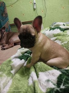 Щенки французького бульдога