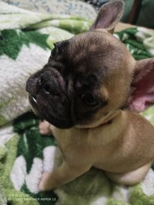 Щенки французького бульдога