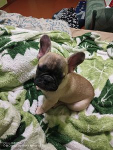 Щенки французького бульдога
