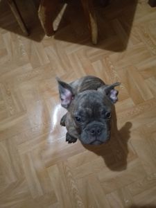 Щенки французького бульдога