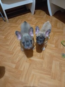 Щенки французького бульдога