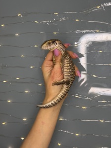 Капський варан, маленькі ручні варани