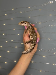 Капський варан, маленькі ручні варани