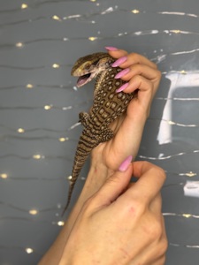 Капський варан, маленькі ручні варани