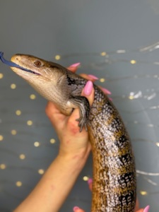 Сцинк синьоязикий