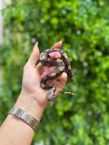 Імператорський удав, розкішний удав